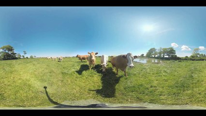 Getting Licked by a Cow in Ireland 4k 360°