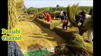 VEREY BEAUTYFUL DASEY MAHOL