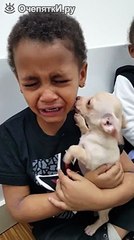 Щенок успокаивает мальчика