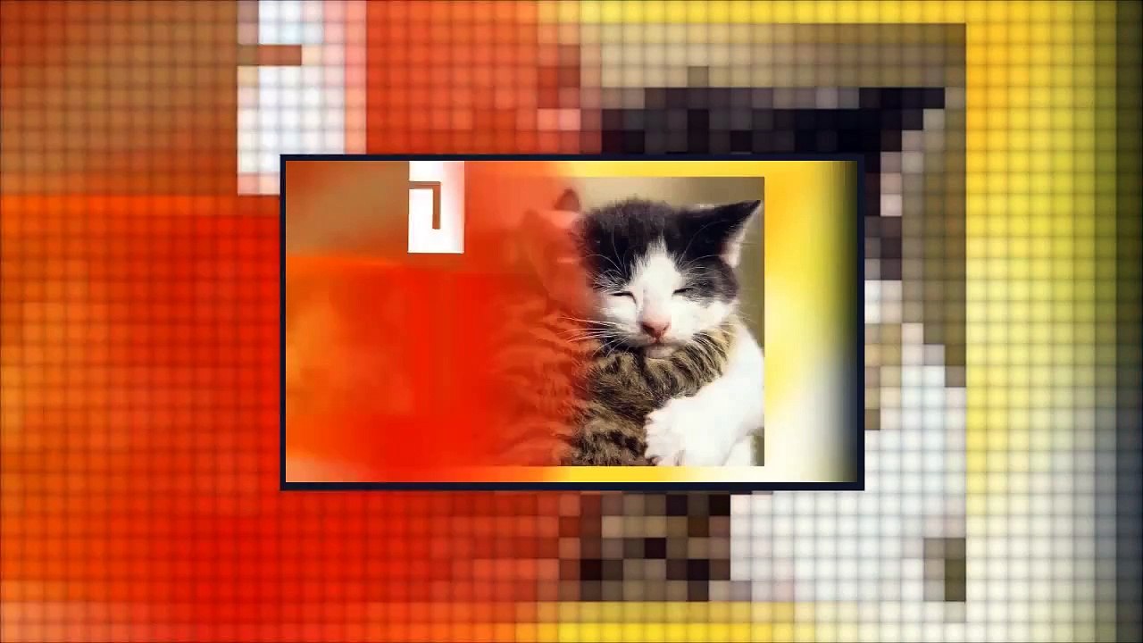 Funny Cats Video 2016 - Cat Female Attacks a Huge Dog to Protect Her Kitten Great Mother