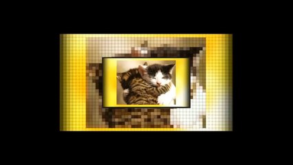 Funny Cats Compilation - Cat Eating Babana and Fish