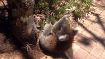 Un koala pleure et malheureux au pied d'un arbre