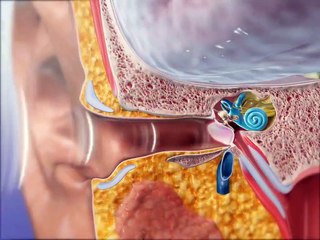 How the Ear Works Process of Hearing