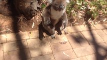 Koala Gets Kicked Out Of Tree and Cries!