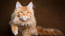 Maine Coon cat (Мейн-кун)