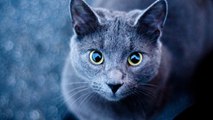 Russian blue cat (Русская голубая)