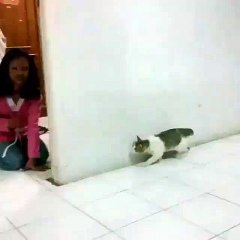 Korkudan sıçrayan kedi