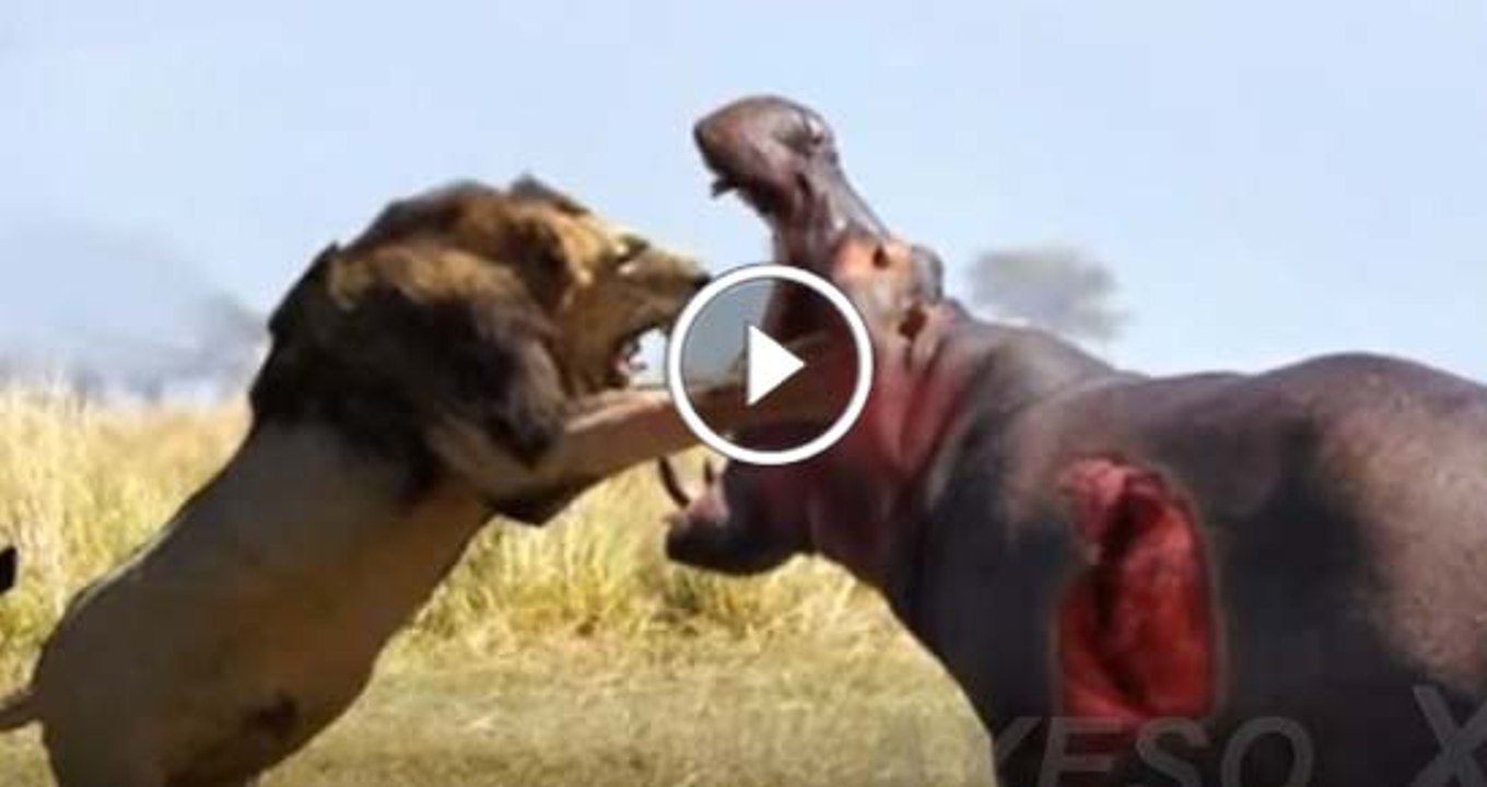 Lion vs Hippo Awesome Fight