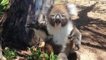 Un koala, ce fait expulsé de son arbre et se met a pleurer