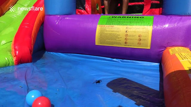 Deadly funnel web spider found in children's pool