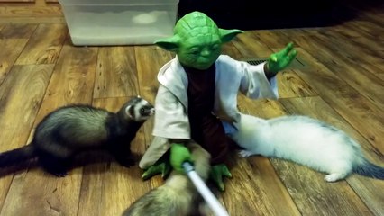 Maître Yoda forme ses furets pour qu'ils deviennent Jedi