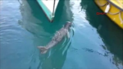 Kuşadası - Akdeniz Foku Ek Görüntü