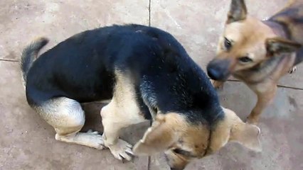 Dogs have the worst feet World