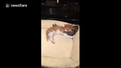 Just two different breeds of kitten cuddling