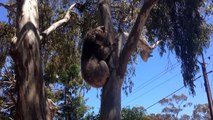 Un pauvre koala en pleurs après s'être fait chasser de son arbre