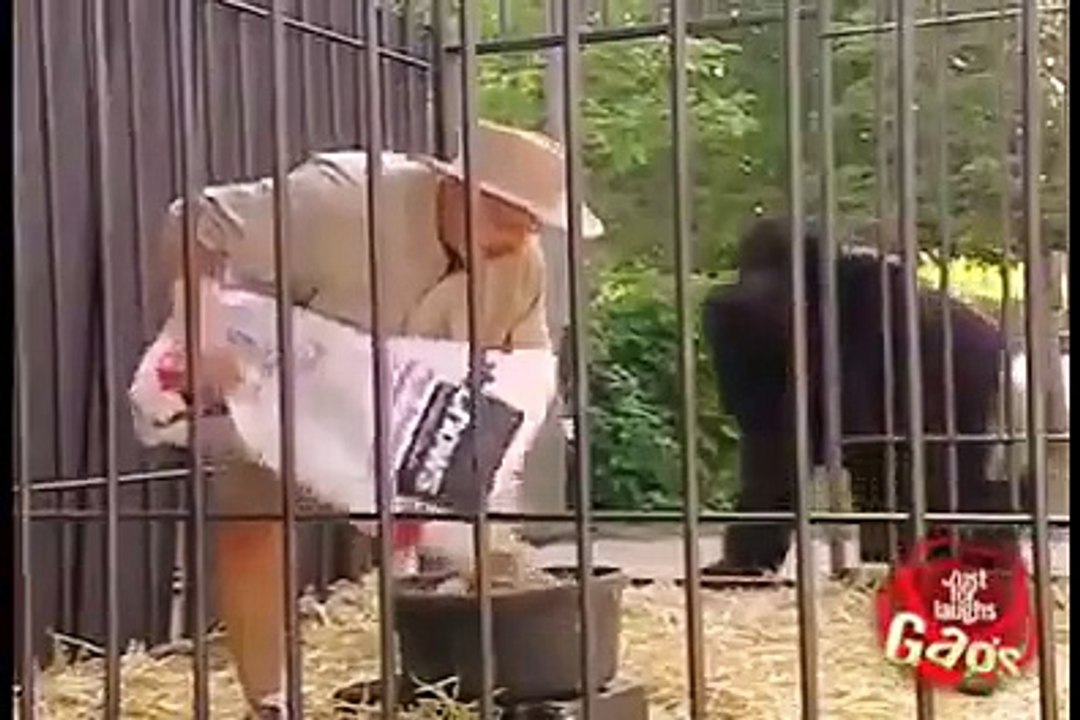 Cunning Gorilla