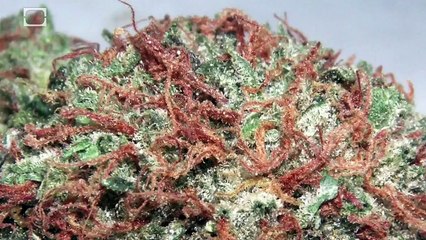 Project ARTICHOKE: The Manchurian Candidate | CLASSIC