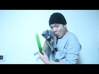 고양이는 오이를 무서워한다? - 스팀보이 (여름이몰래카메라)