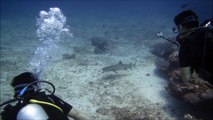 Plongée sous-marine avec des Requins à Gili Trawangan