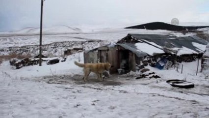 Köye İnen Kurt Sürüsü Köylüyü Korkuttu