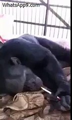 Smoking Monkey - Never Seen Before(appslion.blogspot.com)