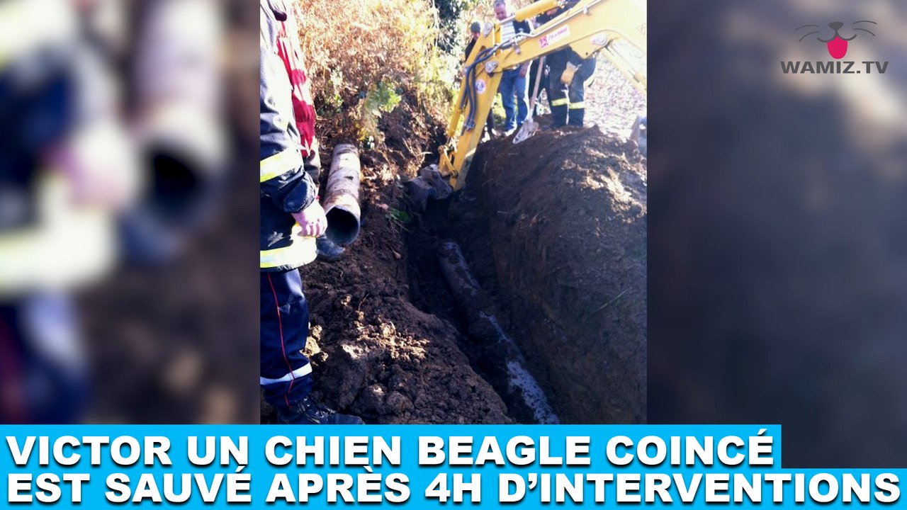 Victor, un chien beagle coincé dans une buse, est sauvé après 4 heures d'intervention ! À suivre dans la minute chien #92