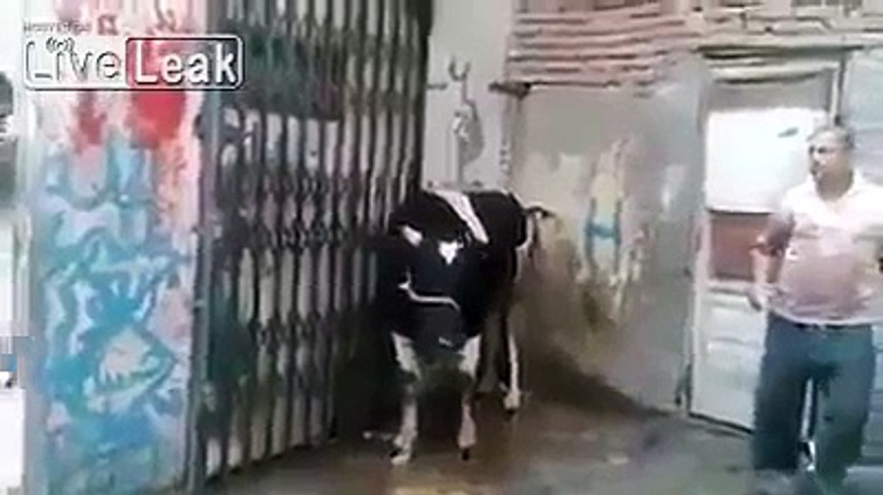 Un boeuf met KO le boucher qui était chargé de l'abattre