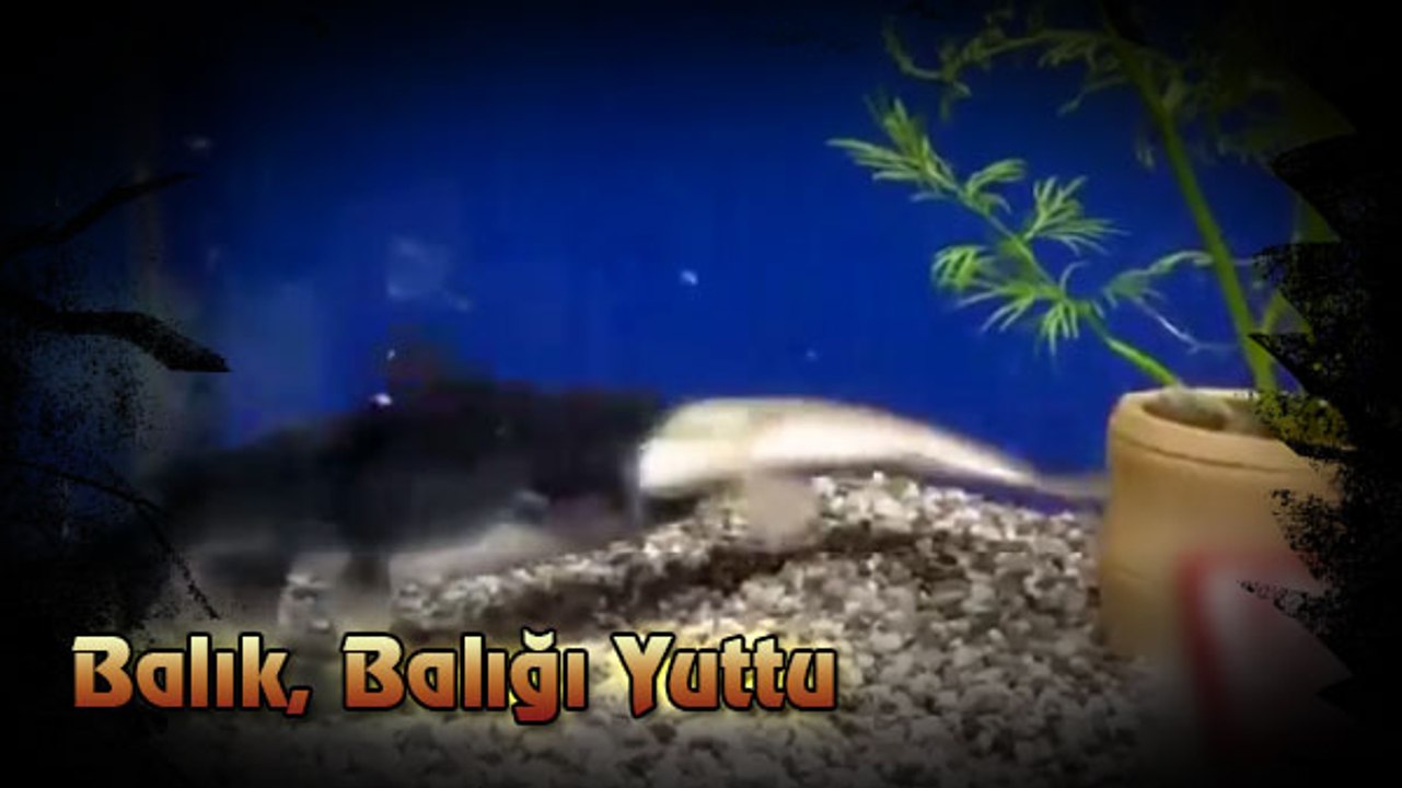 Büyük Balık, Küçük Balığı Yuttu