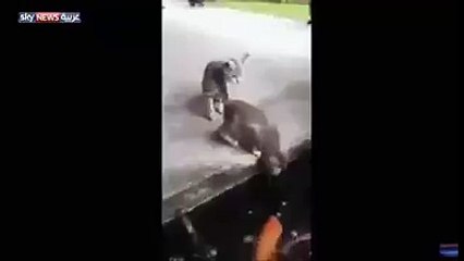 سمكه تلتهم قطه