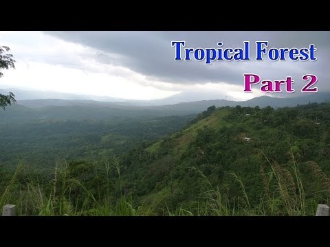 Learn - Types of Forests for Kids - Kids Learning Videos - Part 2