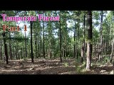 Learn - Temperate Forests Ands Facts - Kids Learning Videos - Part 1