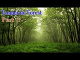 Learn - Temperate Forests & Interesting Facts - Kids Learning Videos - Part 2