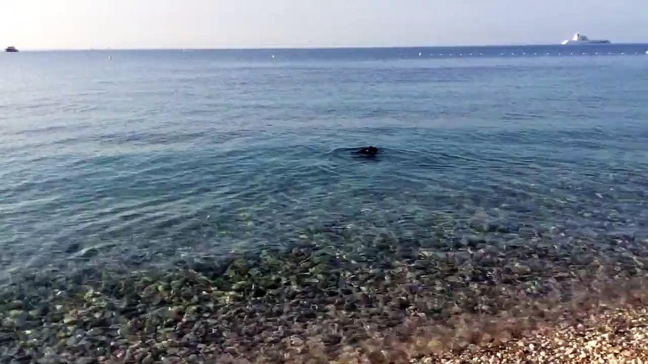 VEGAS se baigne au Golfe Bleu