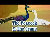 The Peacock & The Crane | Panchatantra Tales | English Animated Stories For Kids