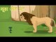 चूहा और शेर | The Mouse & The Lion | Tales of Panchatantra Hindi Story For Kids