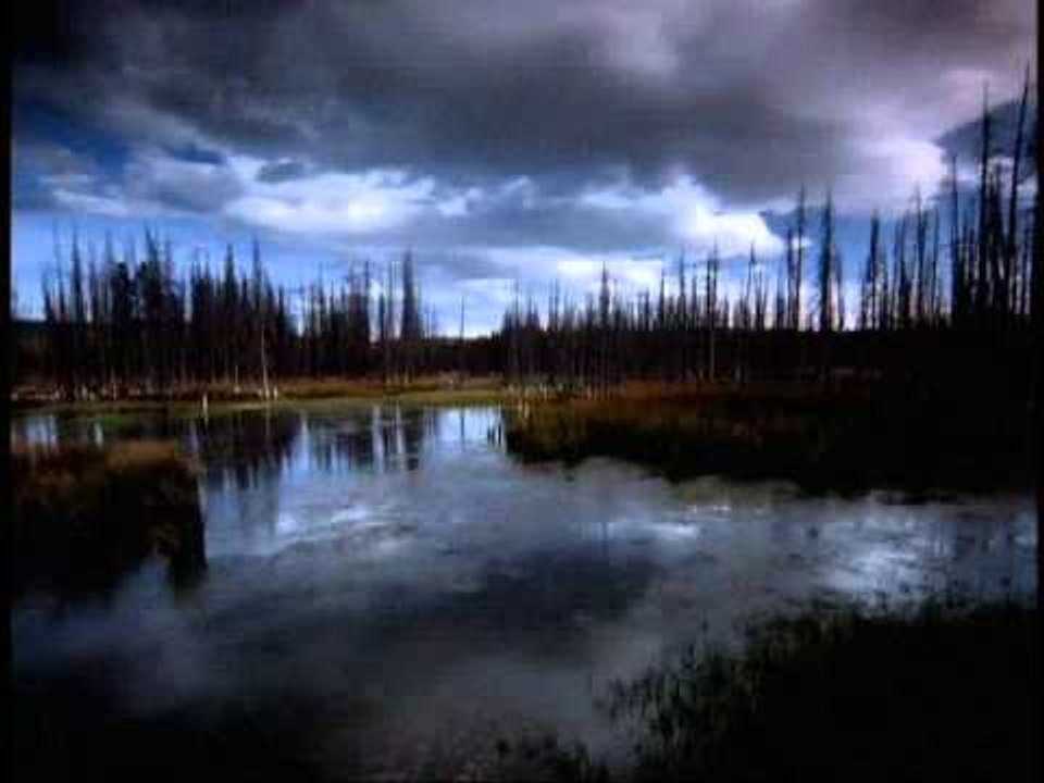 Jungle Lounge - Chillout Music For Relaxation & Inner Balance