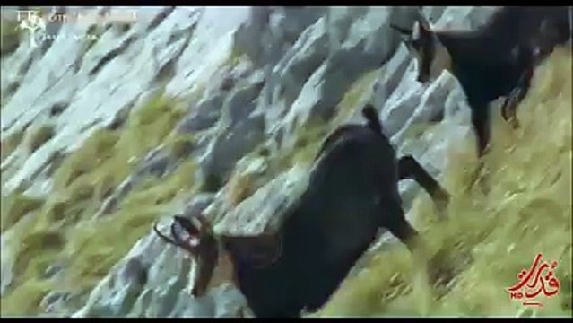 Adler vs. Gämse - damit hat die Gams nicht gerechnet! Wie Brüder im Wind ab 29.