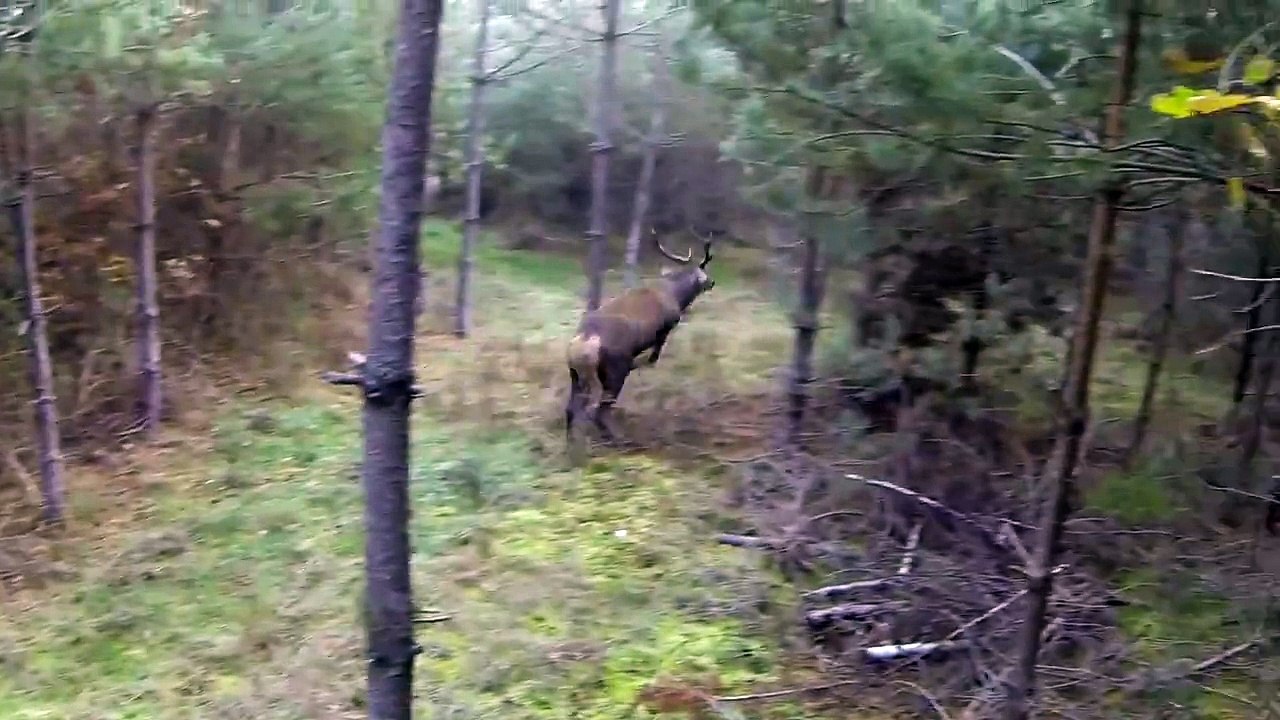 Cerf en Sologne