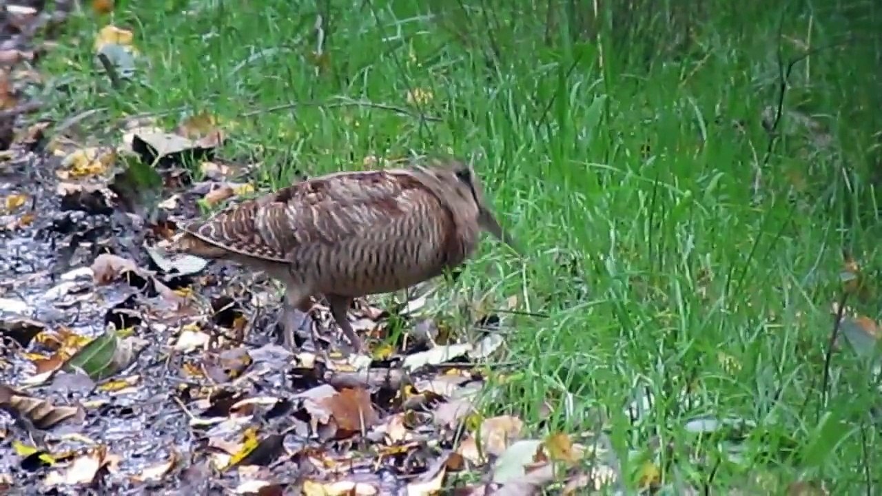 Bécasse des bois Marais d Harchies 23 10 2013