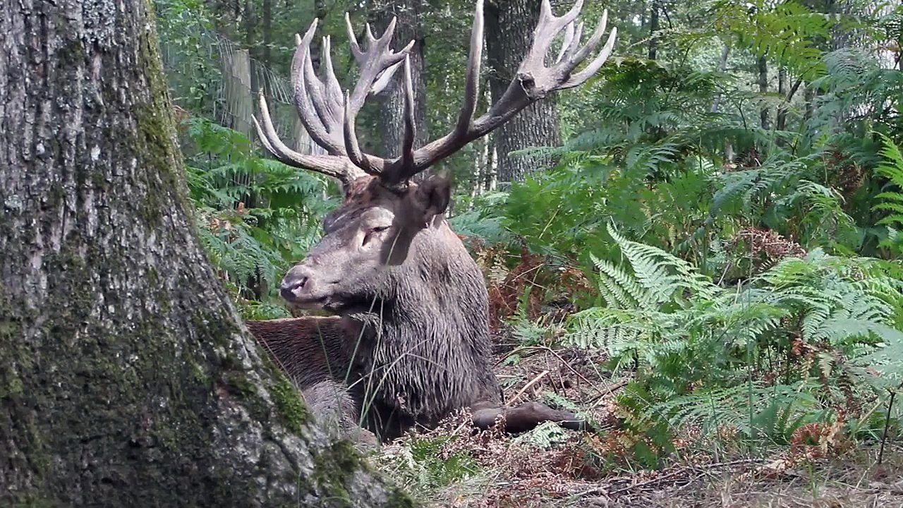 Brame du cerf