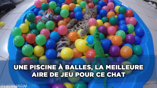 Une piscine à balles, la meilleure aire de jeu au monde pour ce chat