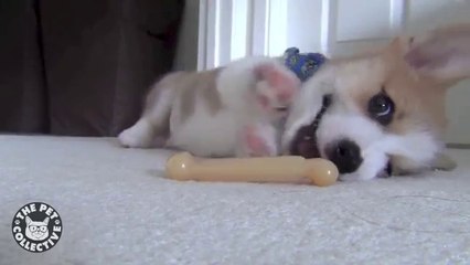 Corgi Puppy Love His Toy -- What A Silly!