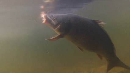 Ils attrapent une carpe, lui fixe une GoPro sur le dos et la remette à l'eau