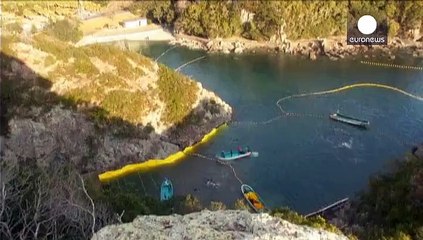 Her sene bu gelenek için 23.000 yunus katlediliyor. Bünyesinde en yüksek cıva barindiran bir balik oluşturduğu hastalık (minamata)