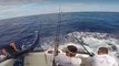 Fisherman Avoids Being Impaled by Huge Marlin