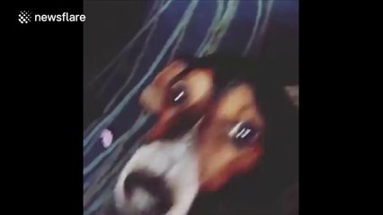 Dog sings along to Coronation Street theme tune