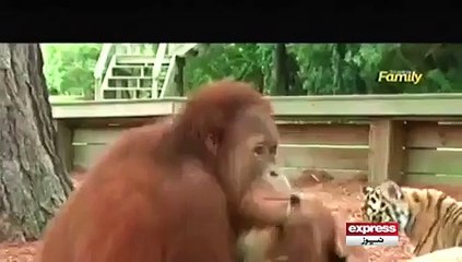 chimpanzy is caring Mother less Lion child