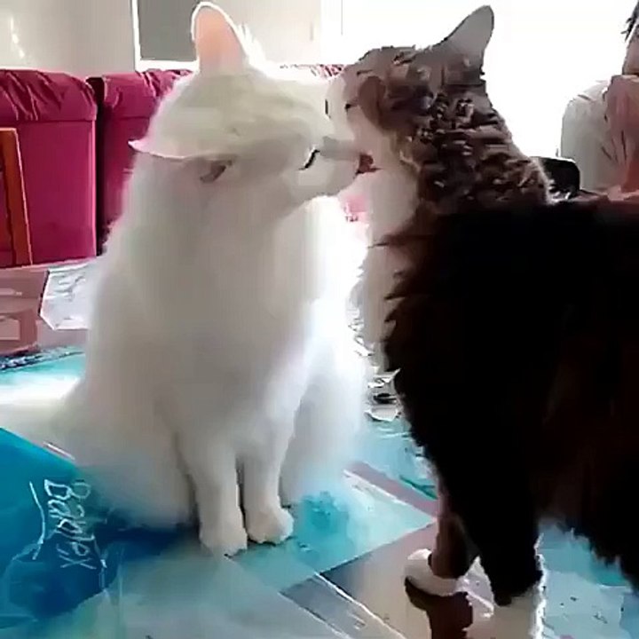 Funny relationships