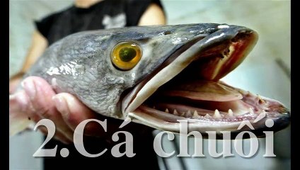 Top 6 loài động vật nguy hiểm đe dọa nước Mỹ