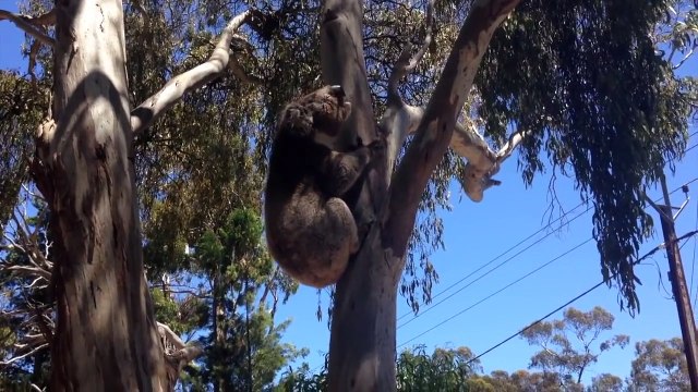 Ce pauvre petit koala pleure parce qu'il s'est fait chasser d'un arbre